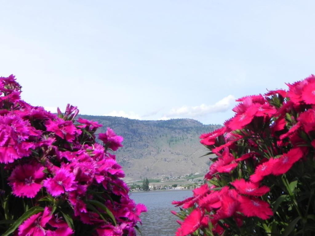 Destiny Beach Resort Osoyoos Dış mekan fotoğraf